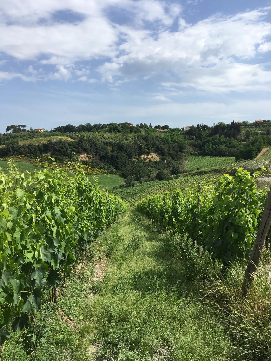 Grønne vinmarker i Pisa