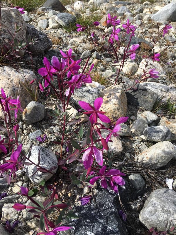 Blomster på Grønland